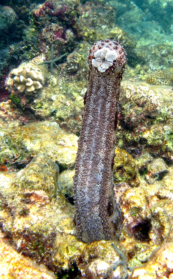 IMG_7534rc_Maldives_Madoogali_Concombre de mer.jpg